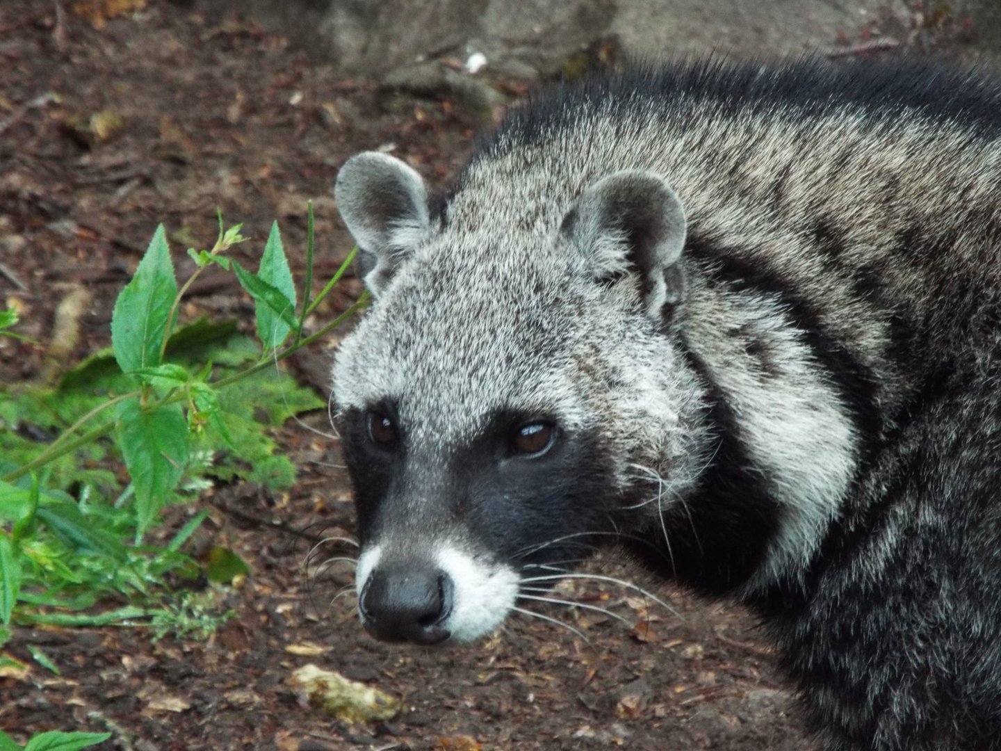 African Civet, Exmoor Zoo
