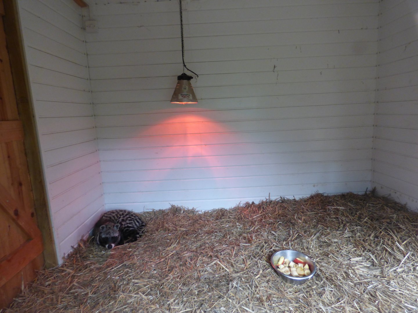 African Civet Indoor Enclosure