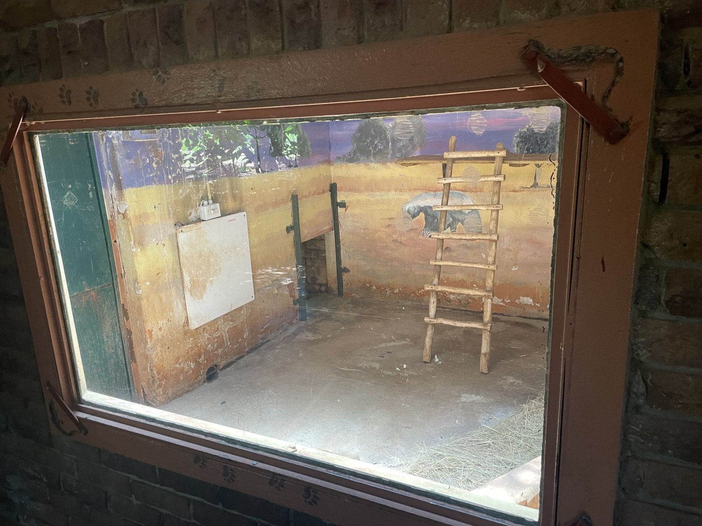 African Civet Indoor Exhibit (Civettictis civetta)