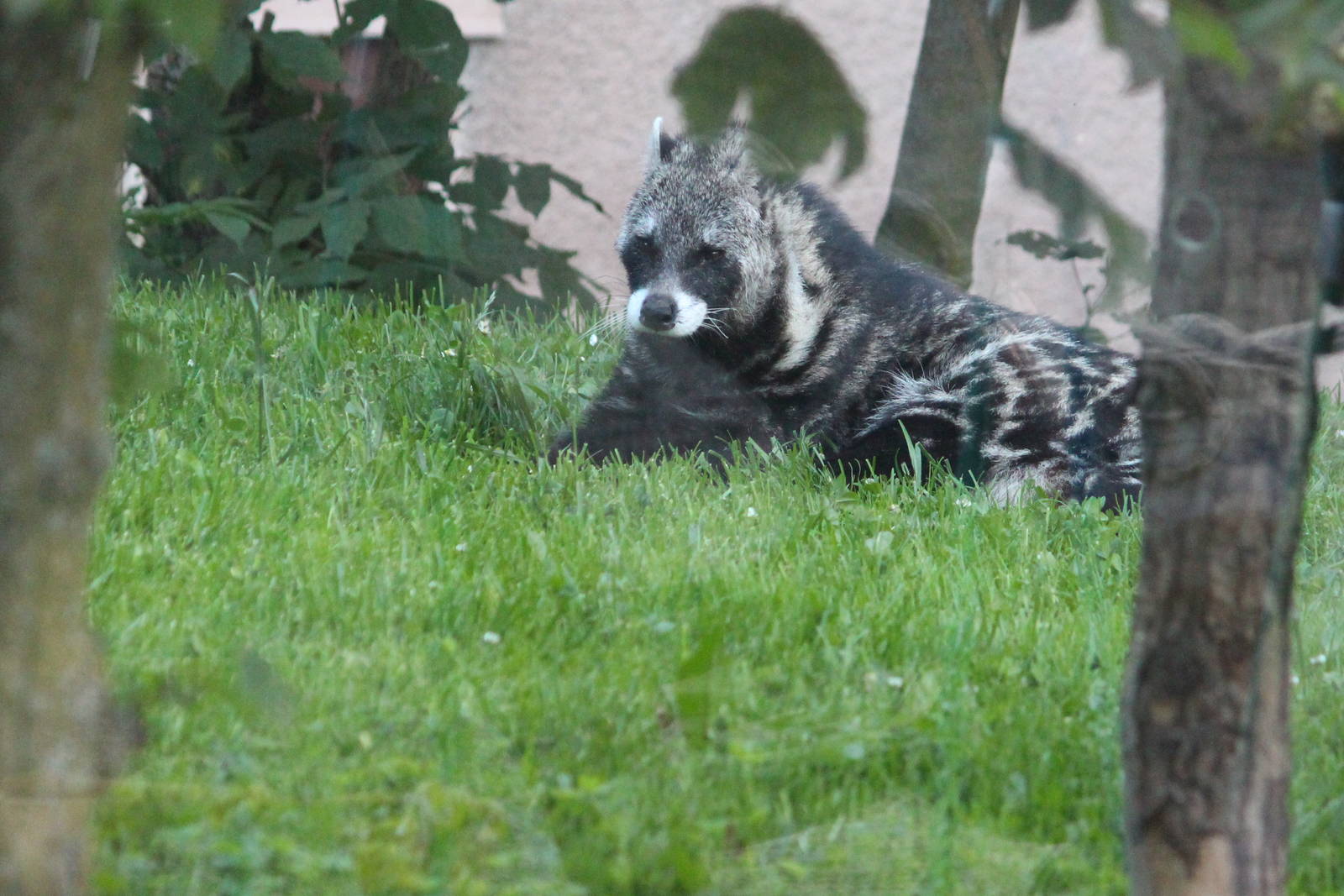 African civet; July 2015