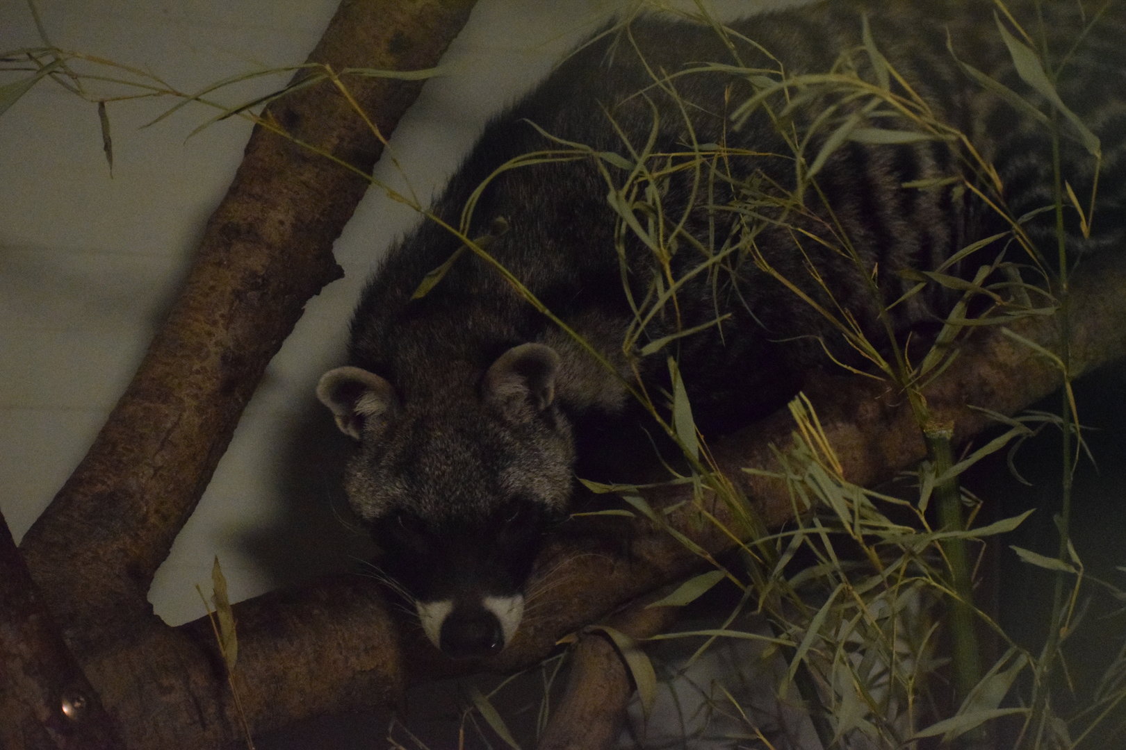 African civet - Oktober 2023