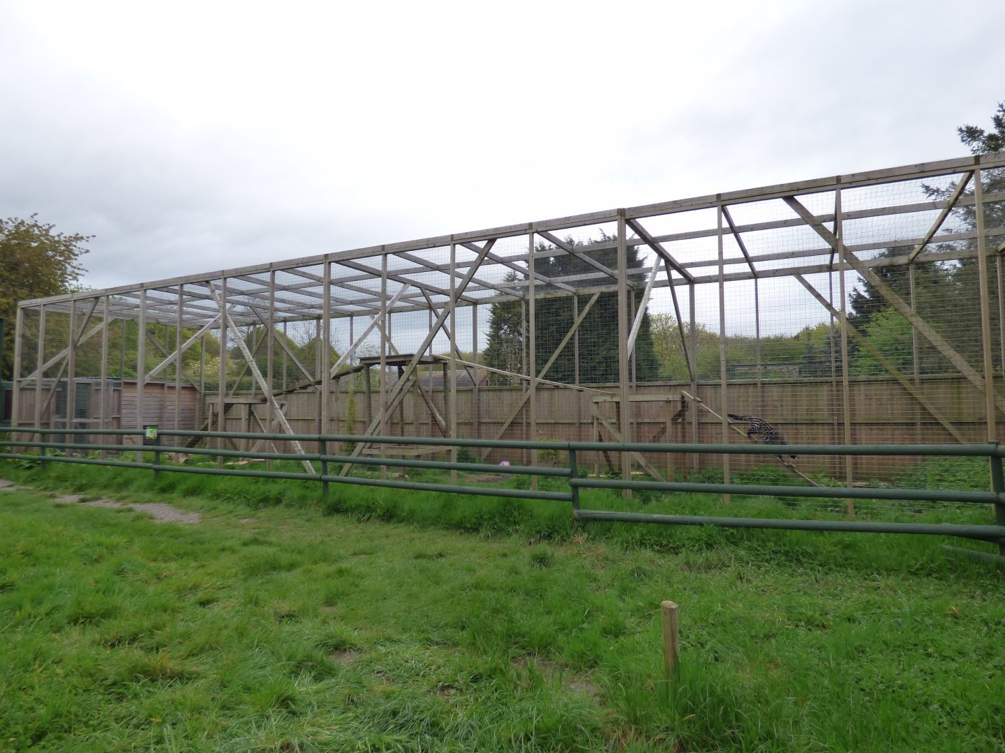 African Civet Outdoor Enclosure