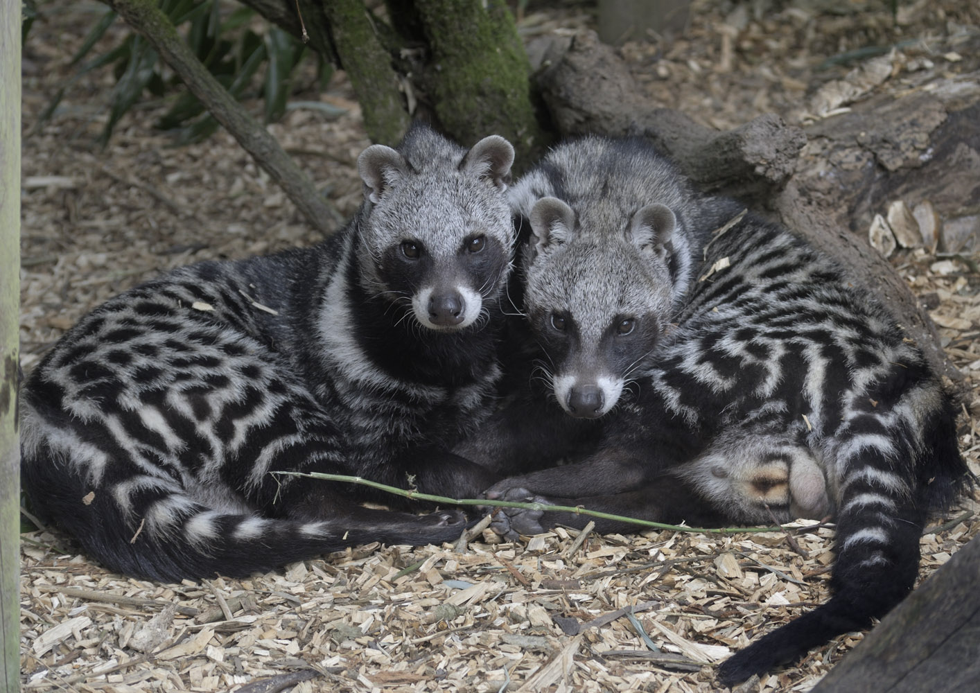 African civet pair