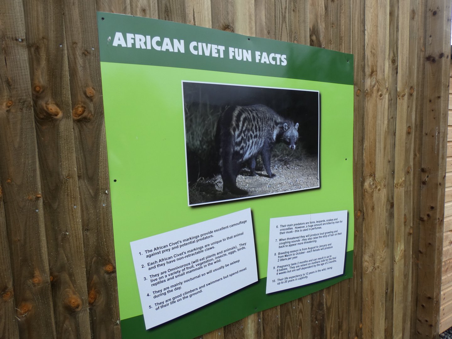 African Civet Signage