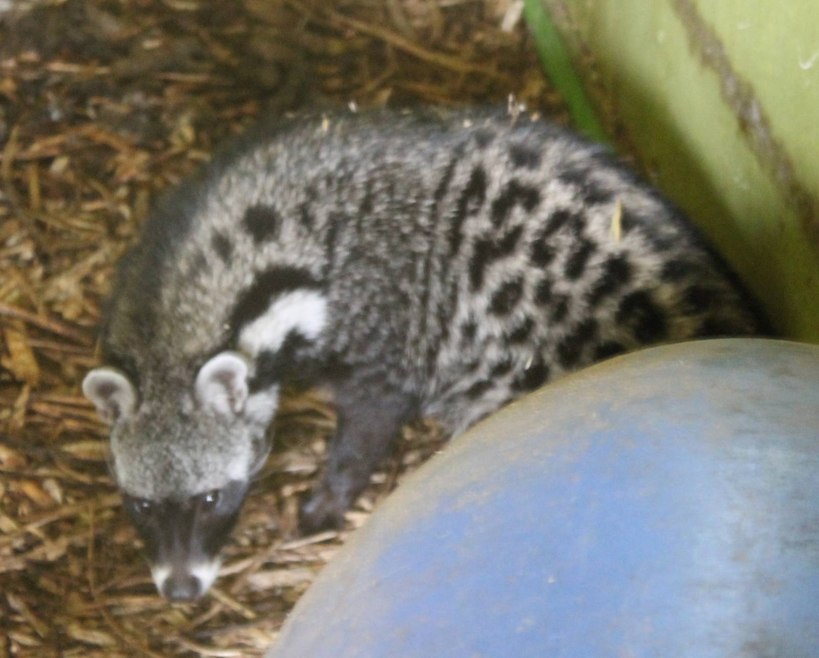 African civet
