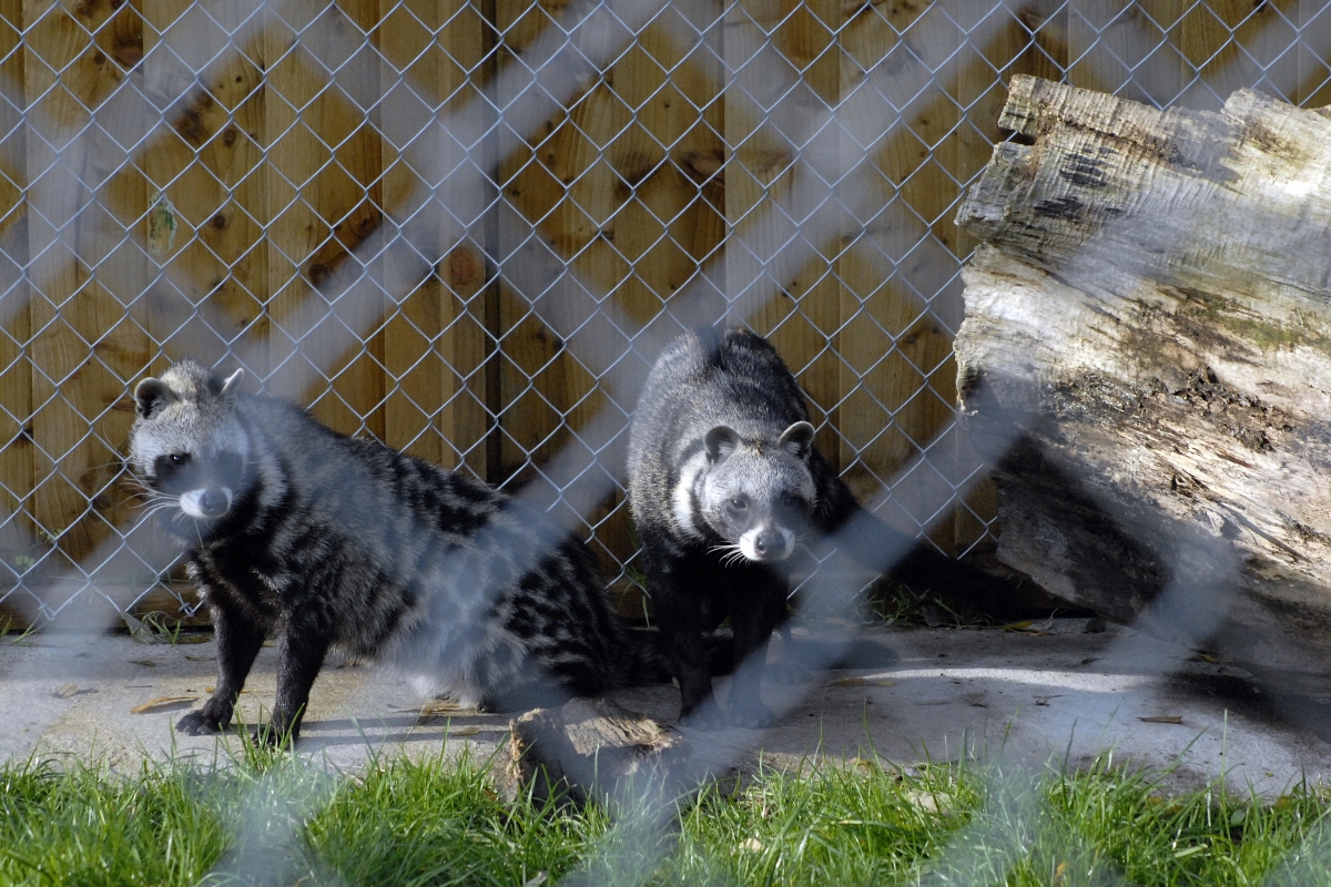 African Civet