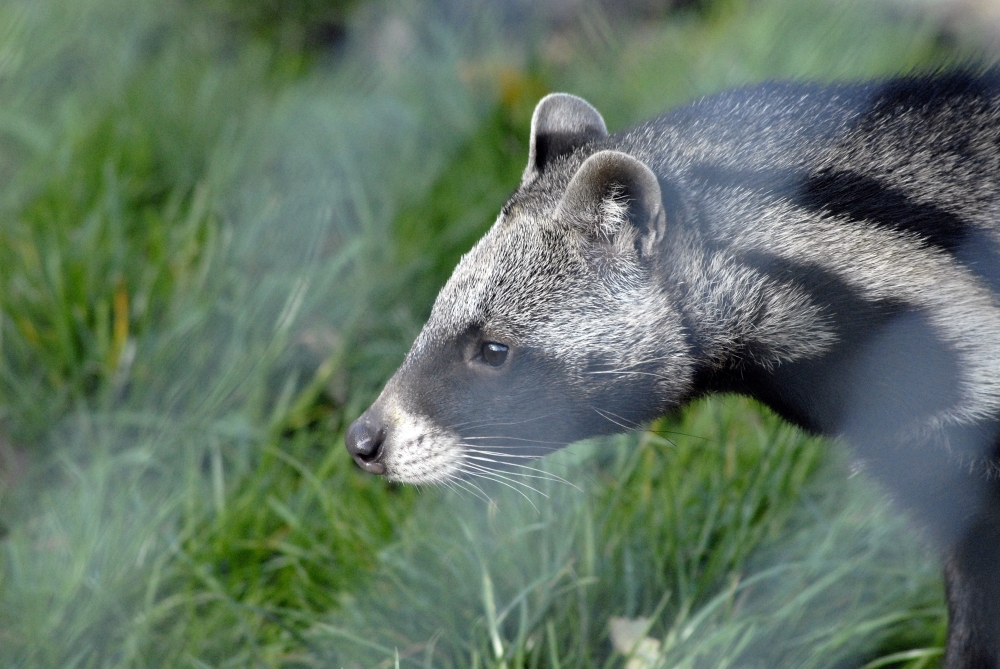 African Civet