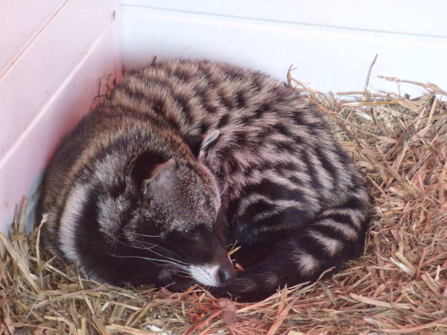 African Civet