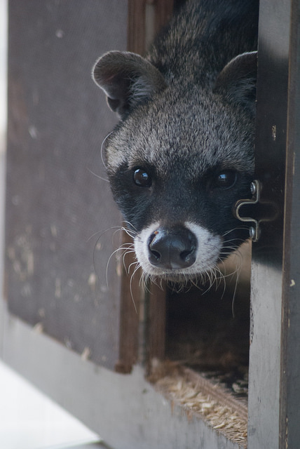 African civet