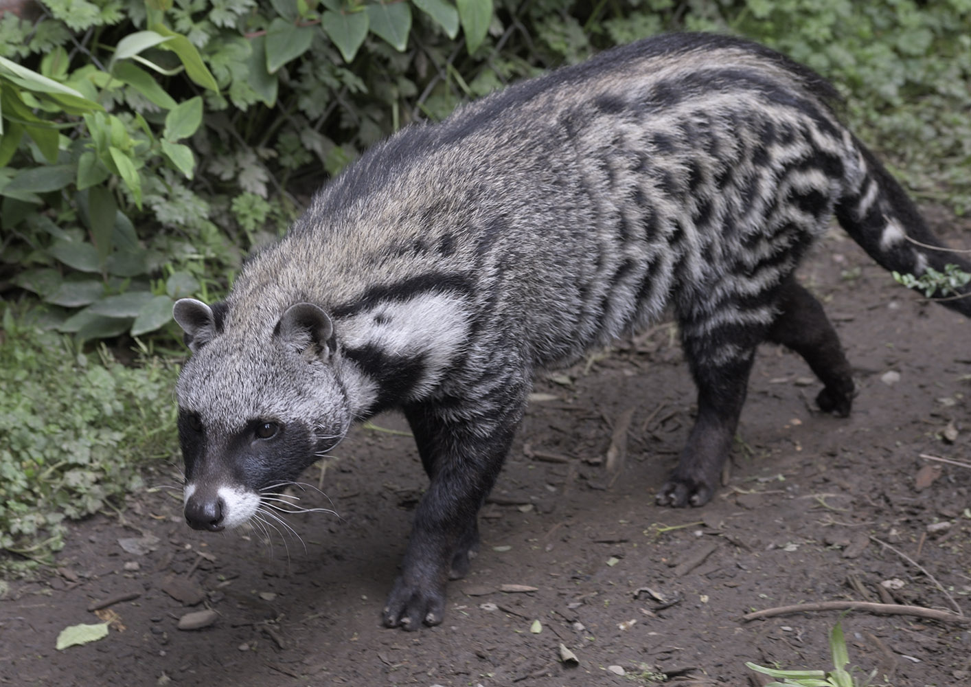 African civet