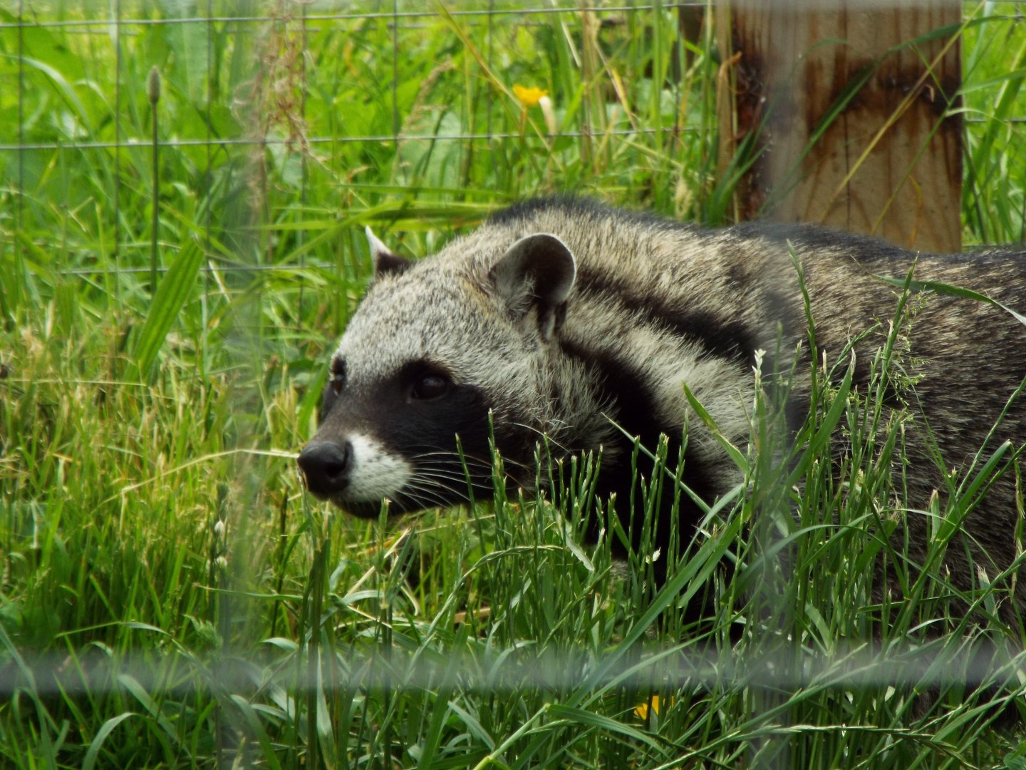 African Civet