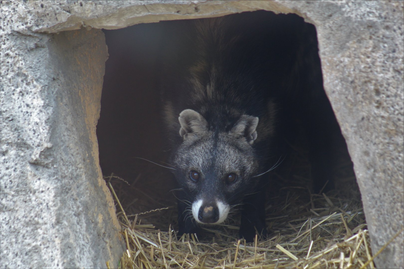African Civet