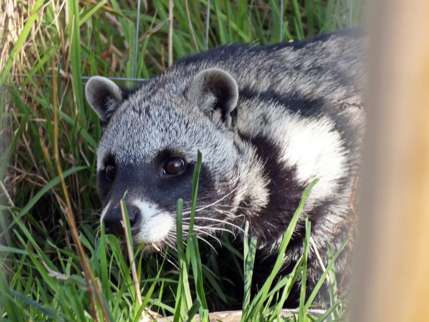 African civet