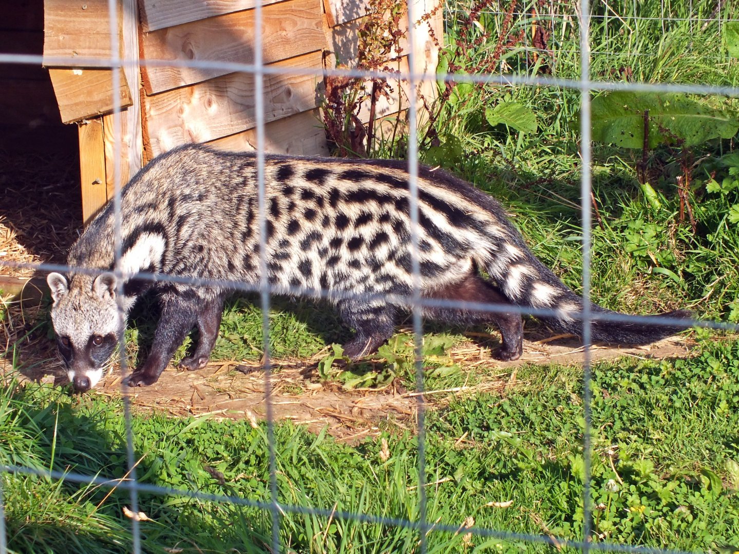 African civet