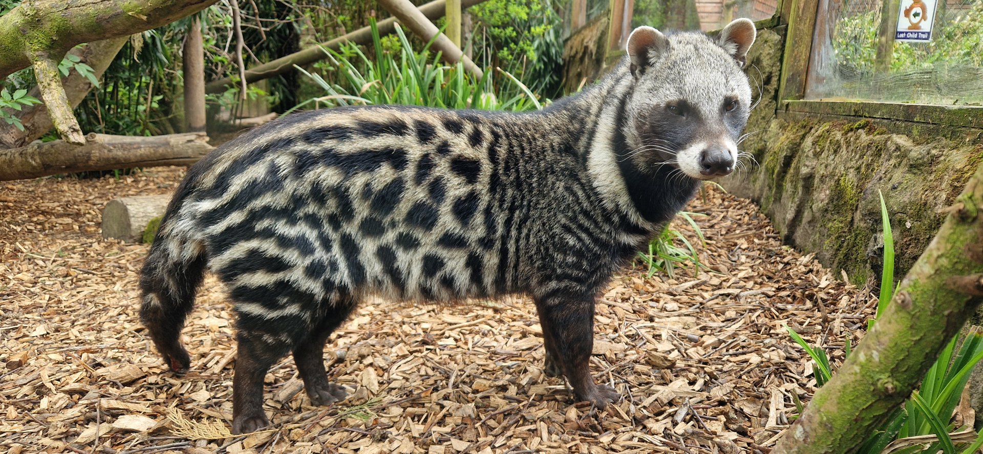 African Civet