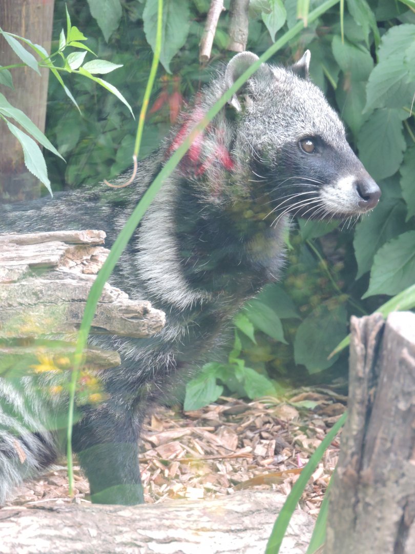 African Civet