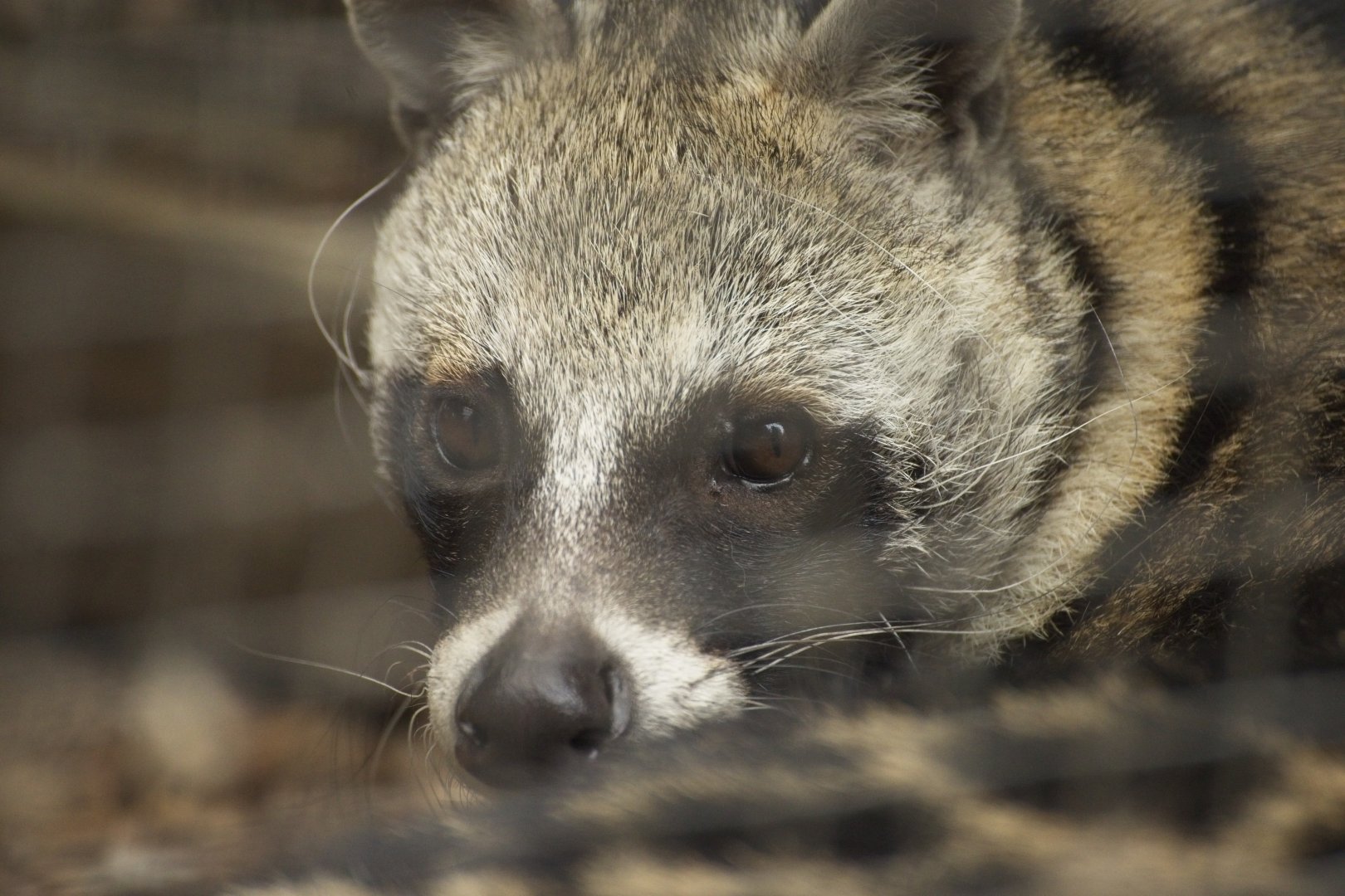 African Civet