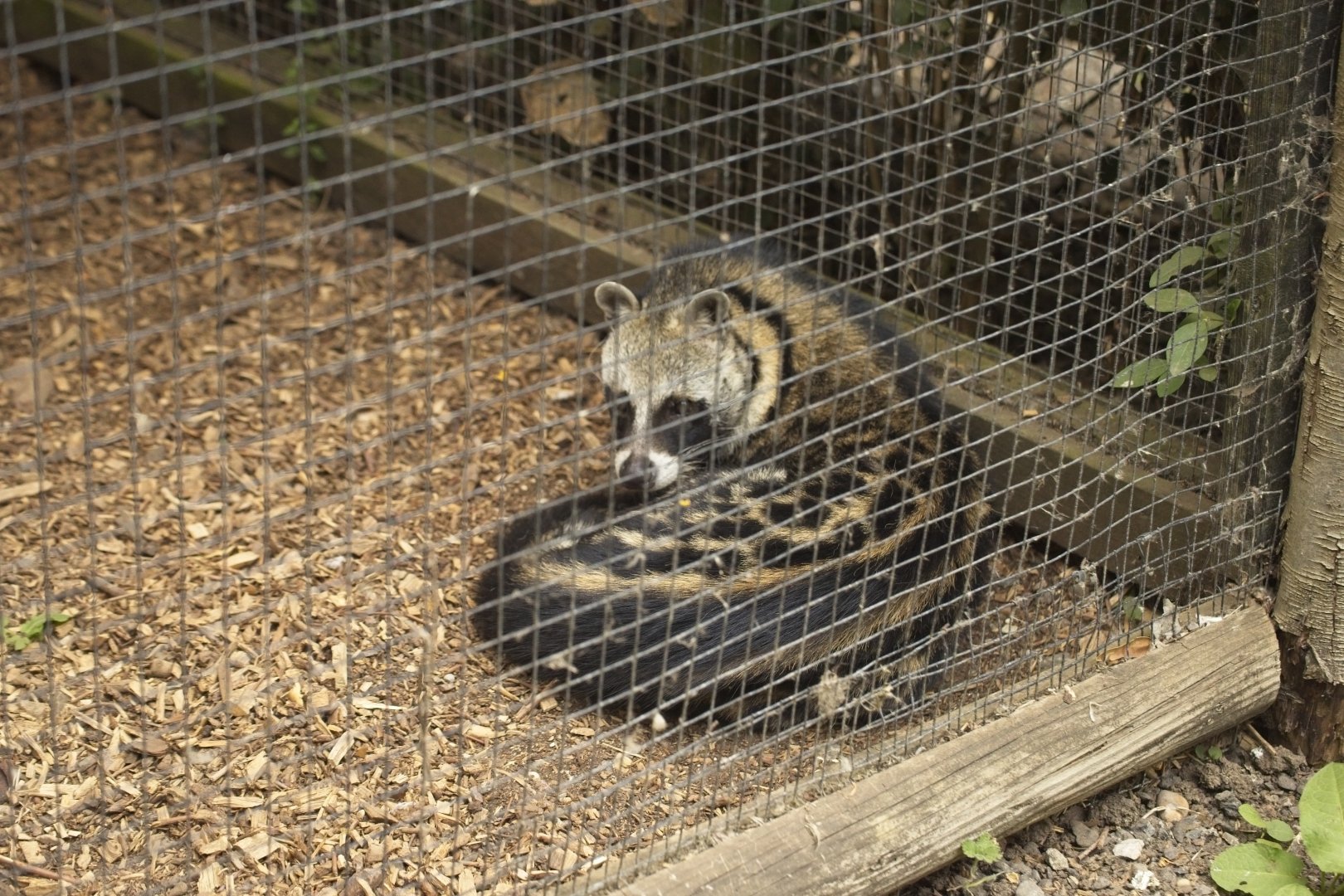 African Civet