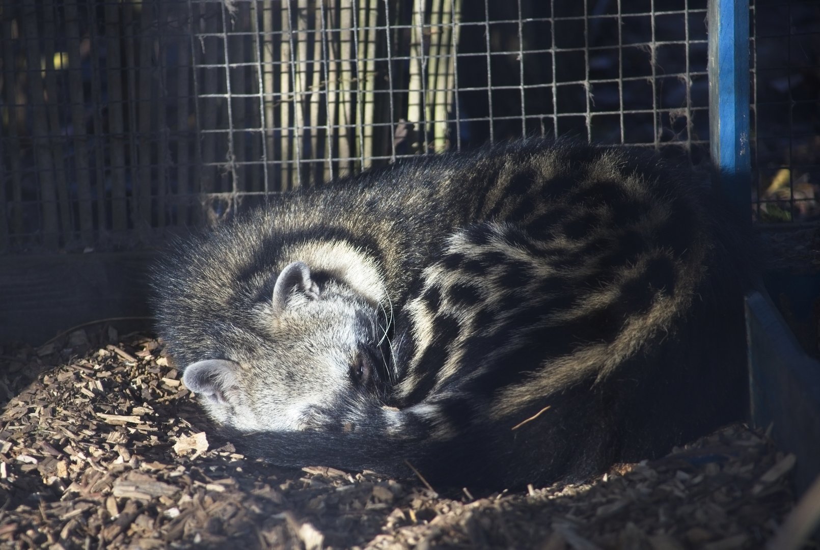 African Civet