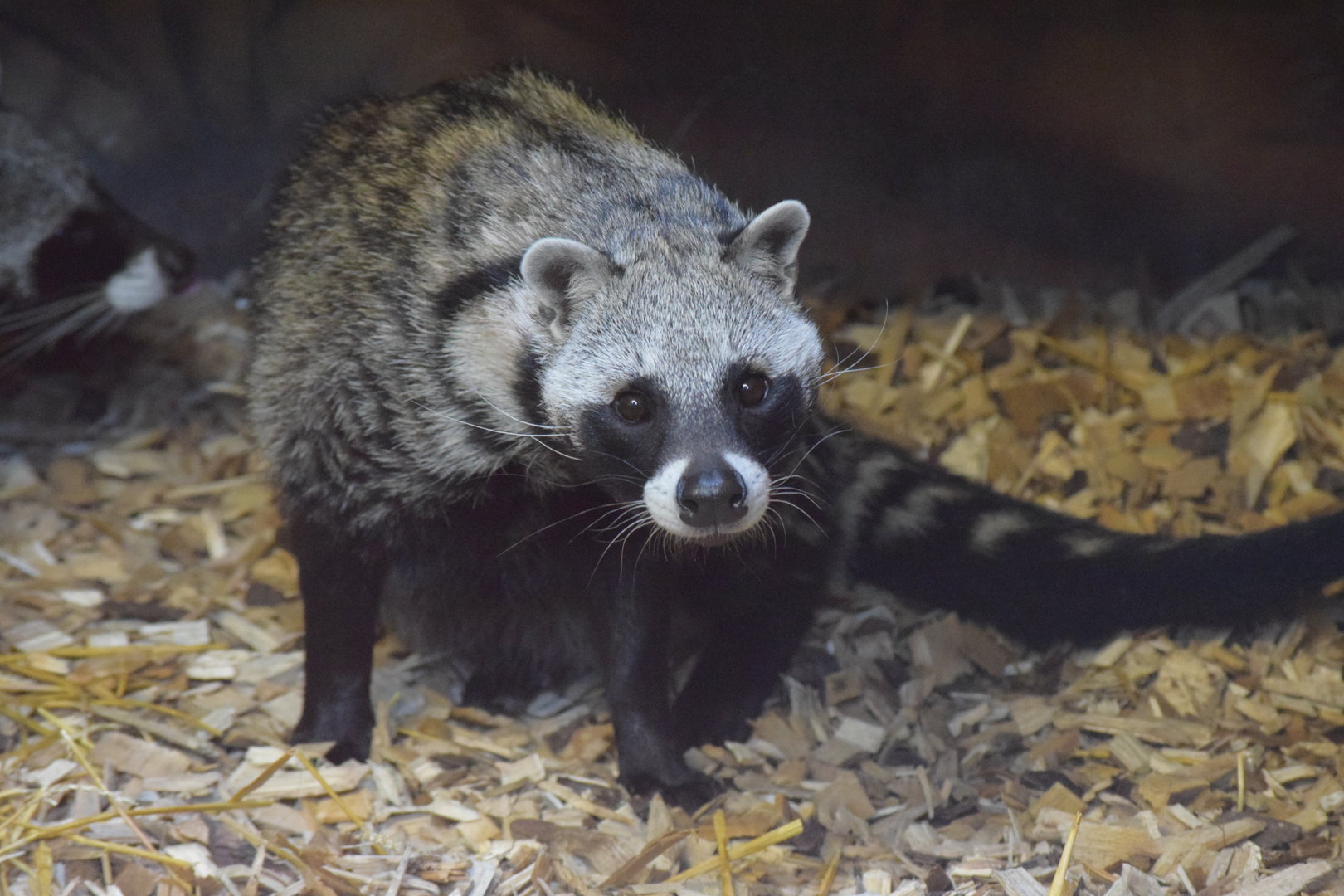 African civet