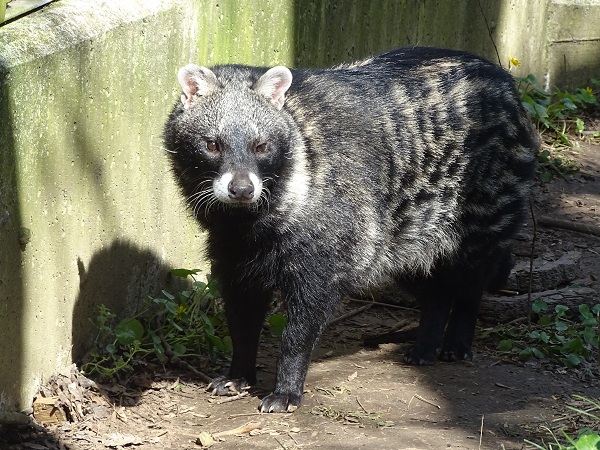 African civet