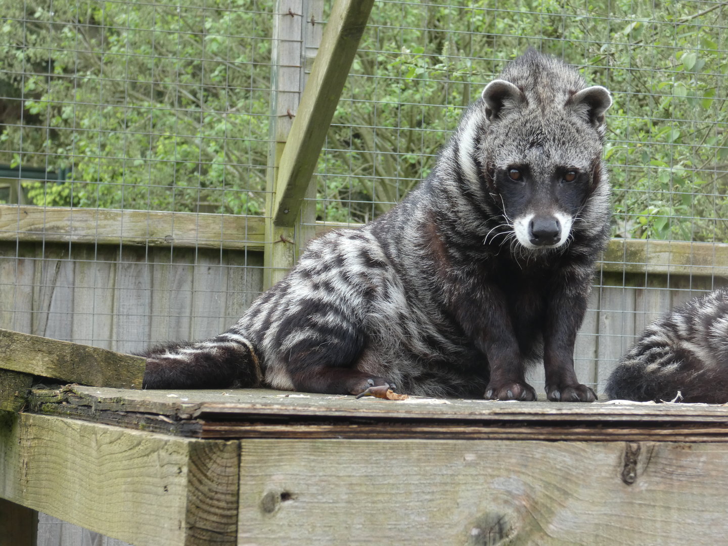 African civet