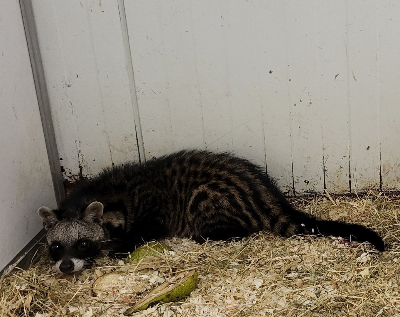 African civet
