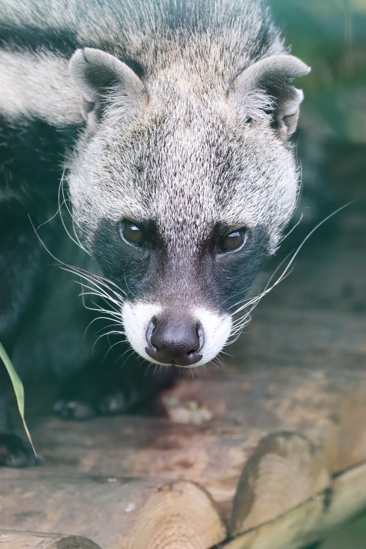 African Civet