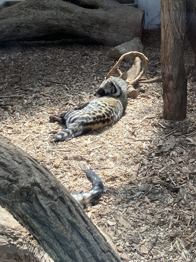 African civet