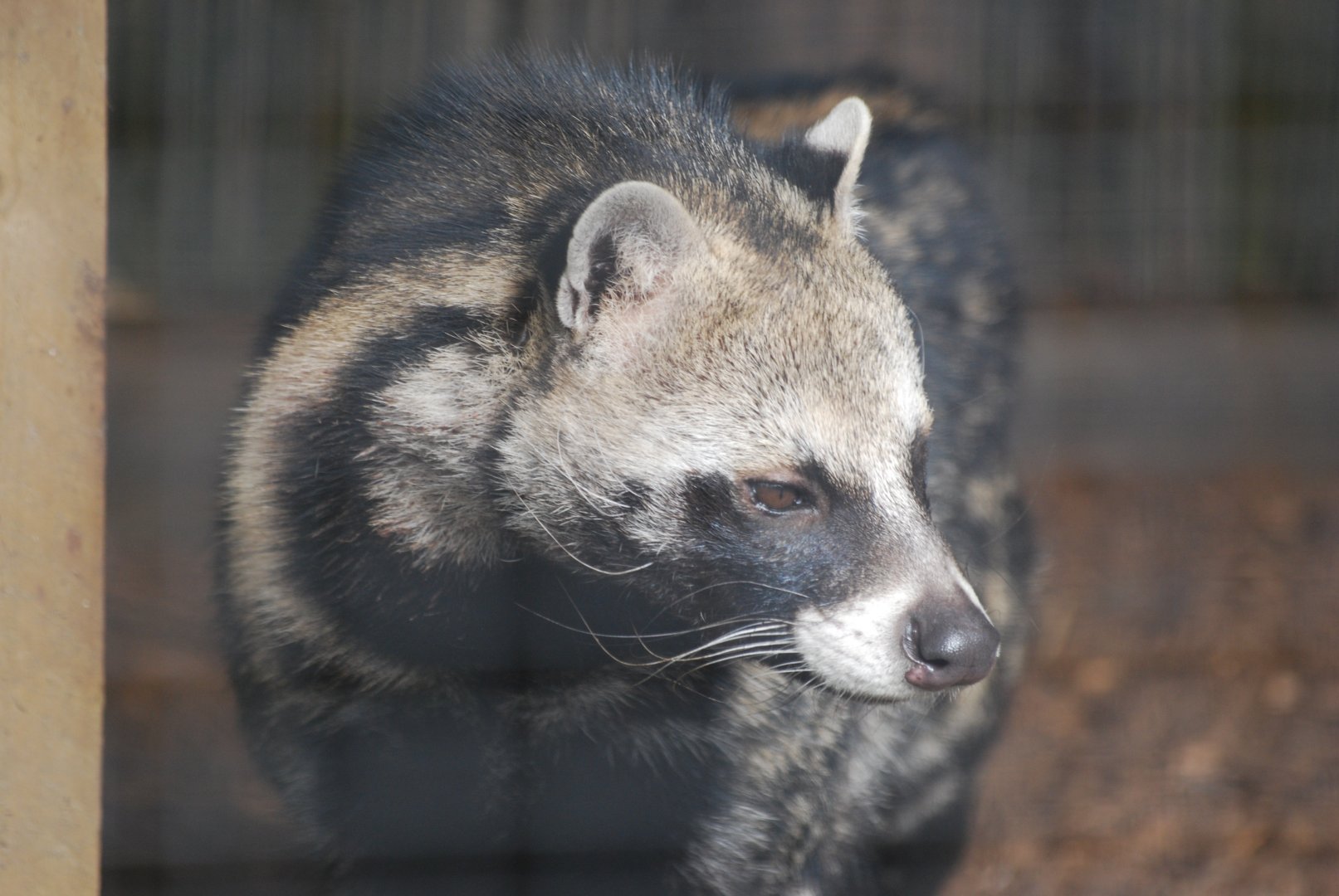 African civet
