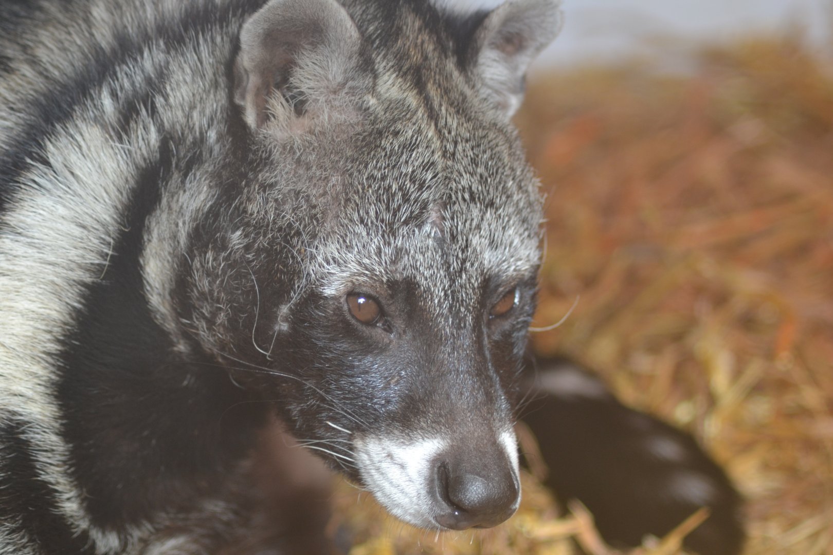 African civet
