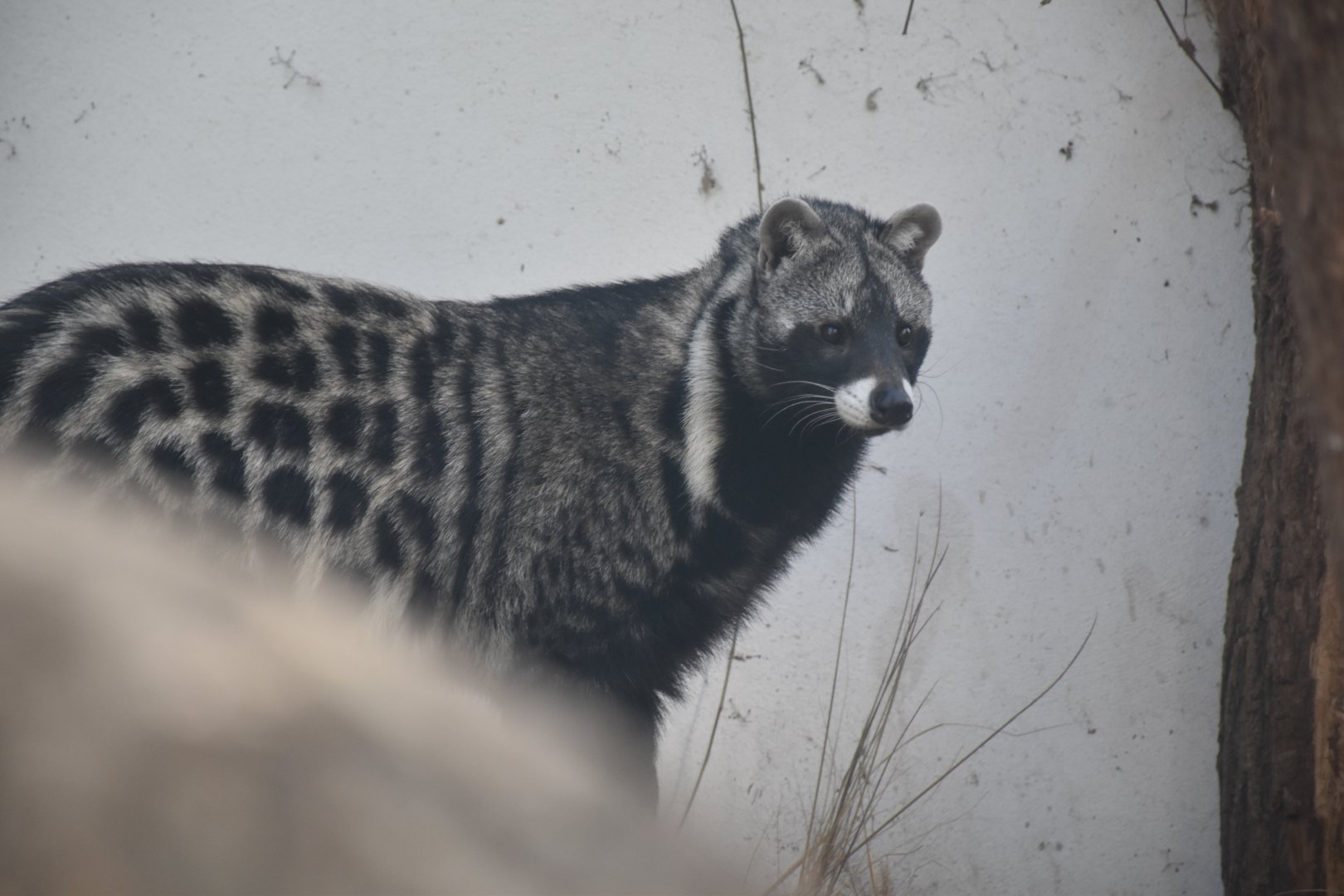 African civet
