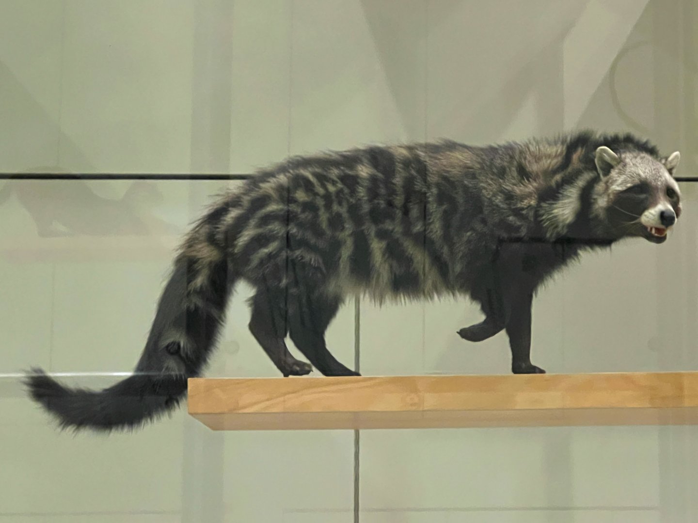 African Civet