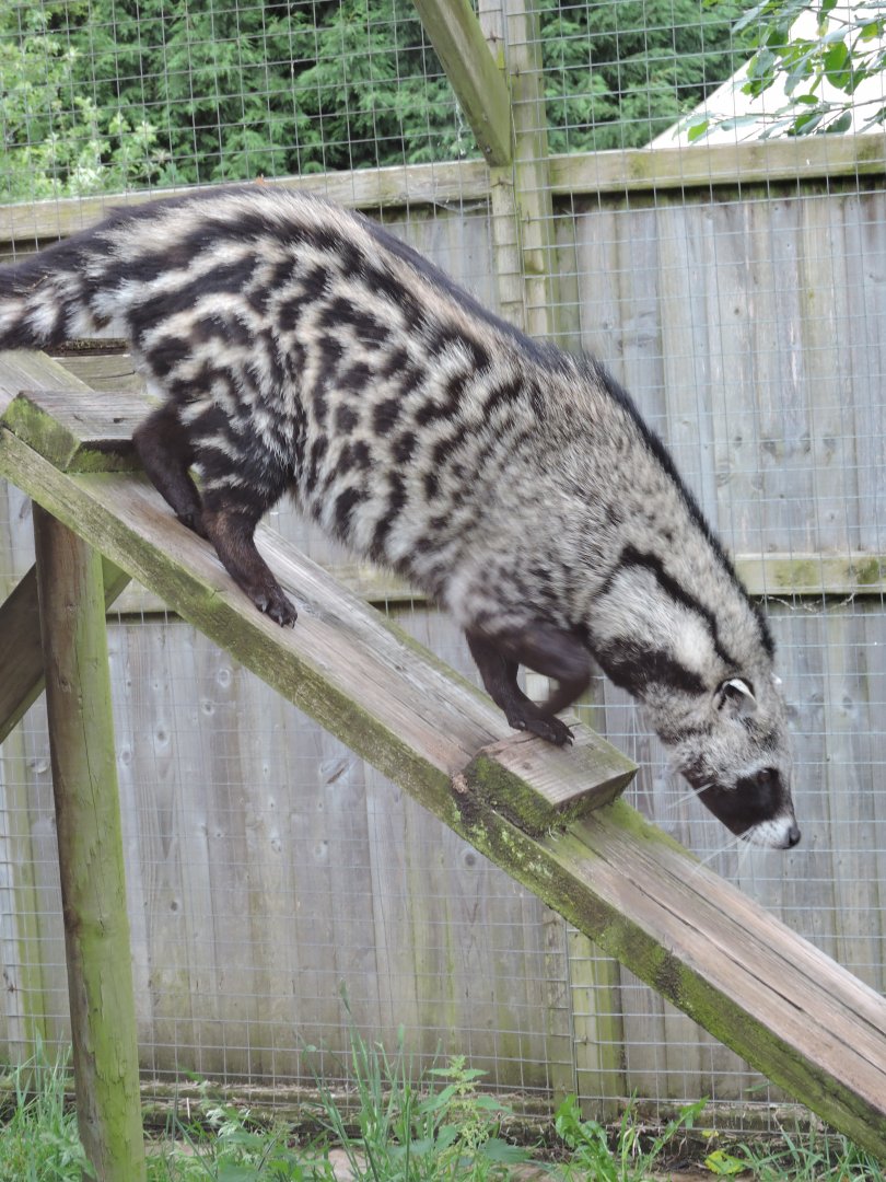 African Civet