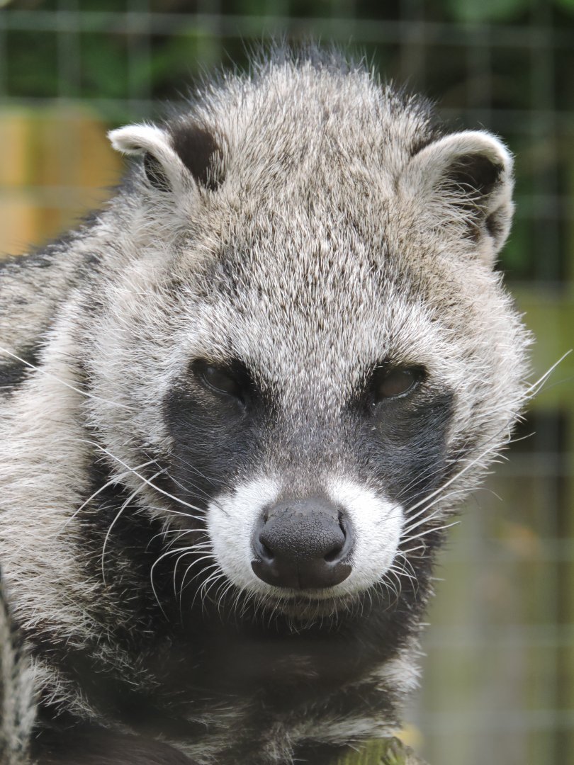 African Civet