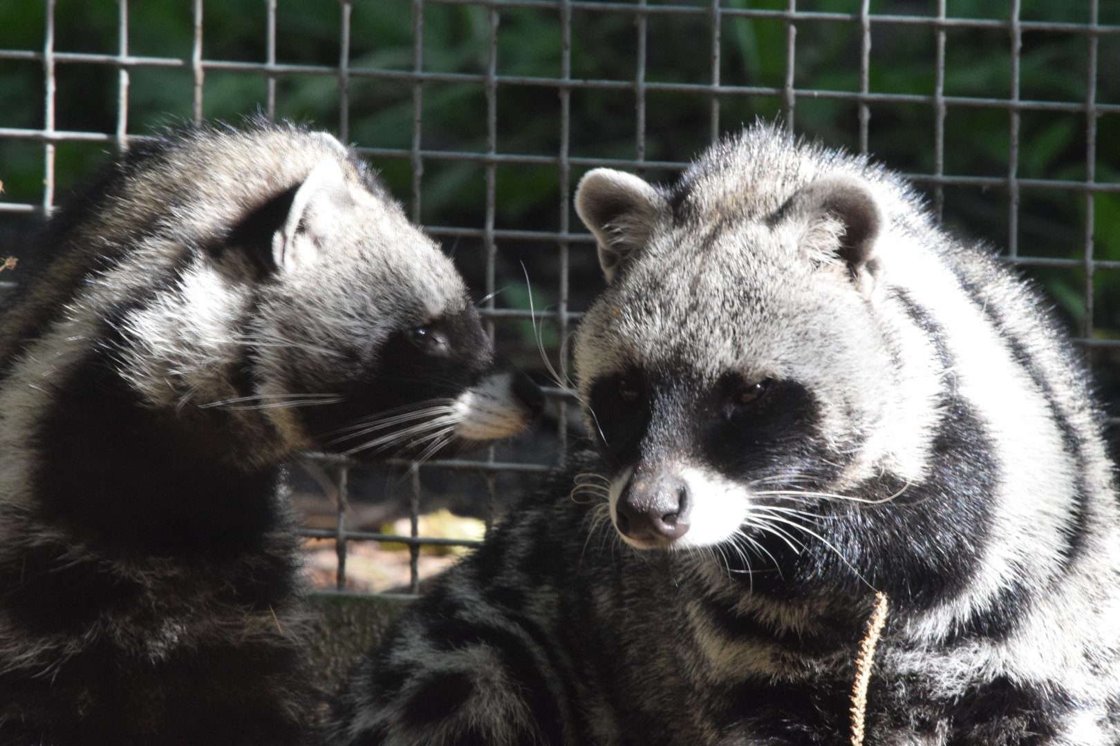African civet