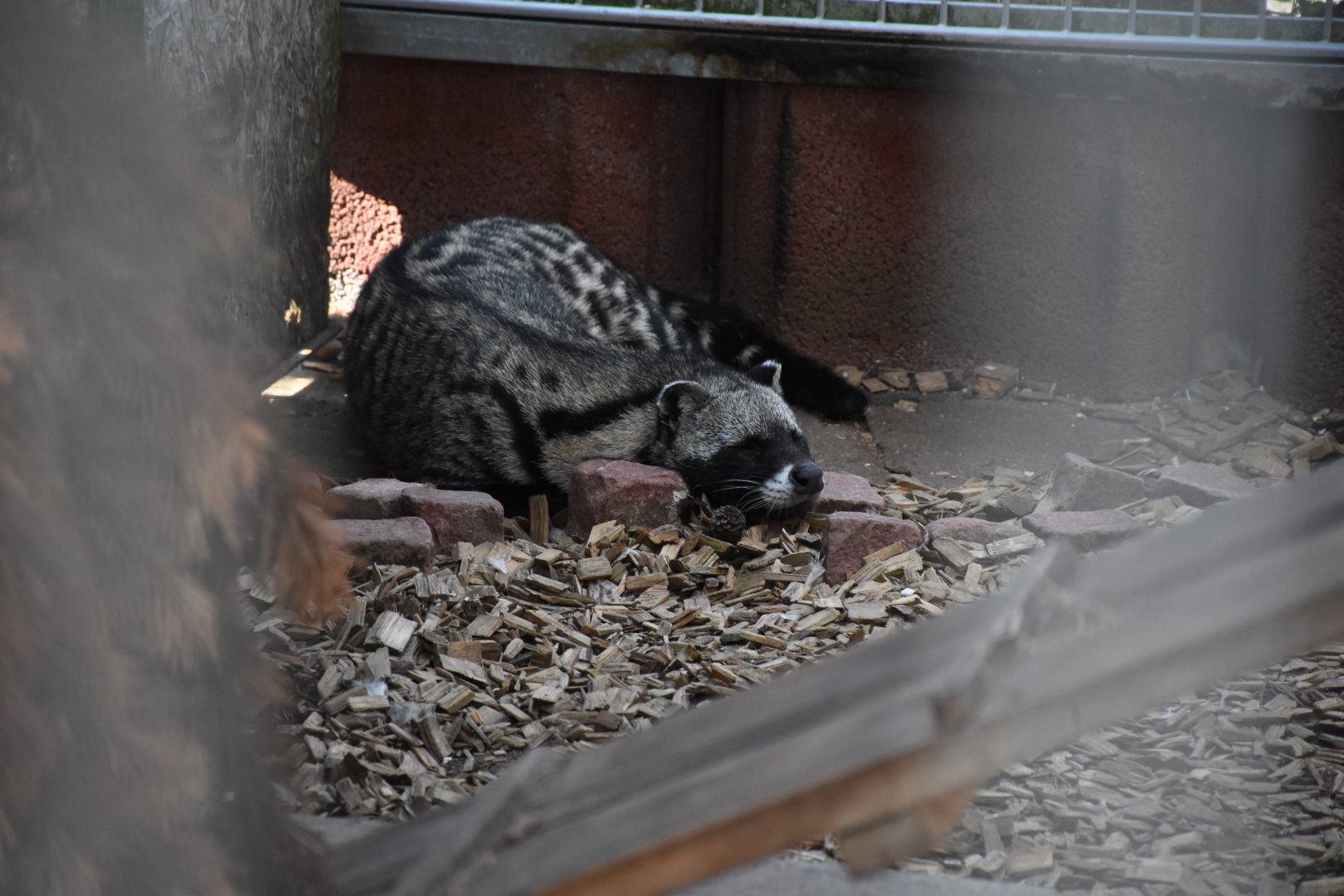 African civet