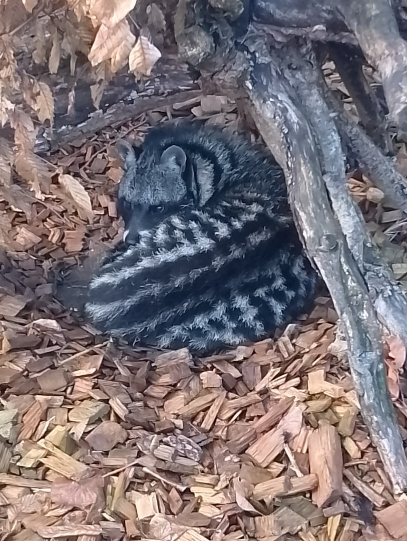 African civet