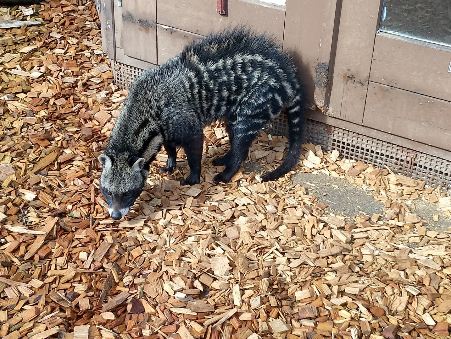 African civet
