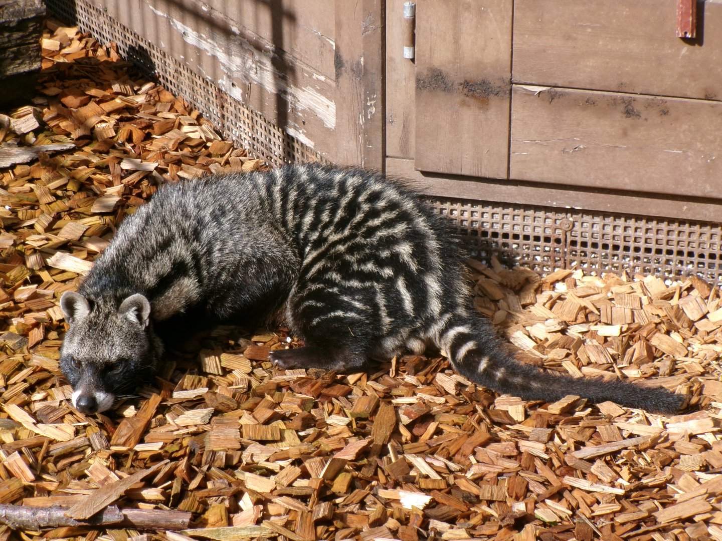 African civet