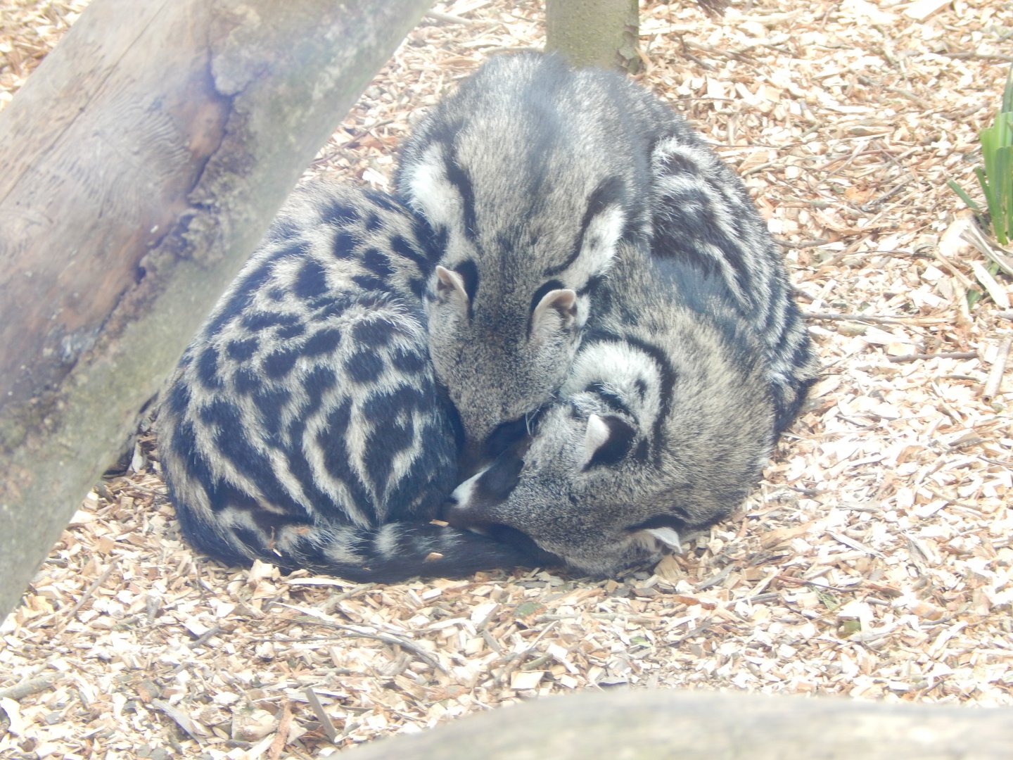 African civets 140421