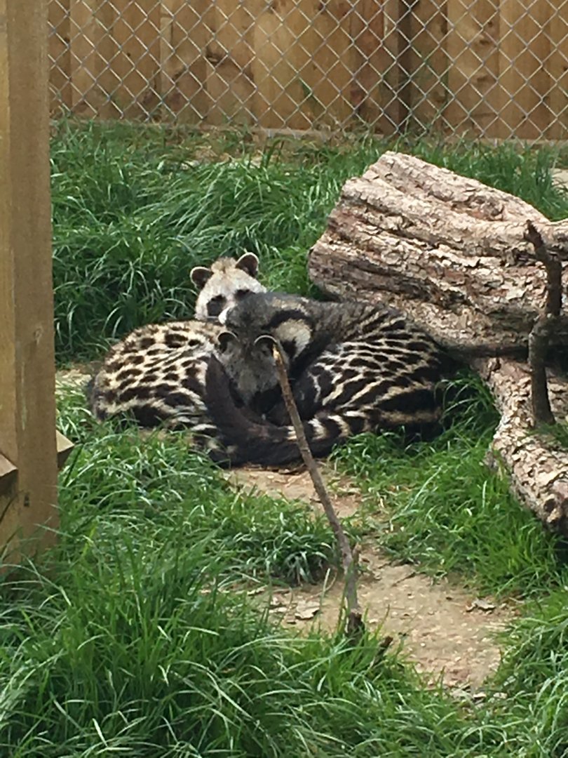 African civets 290417