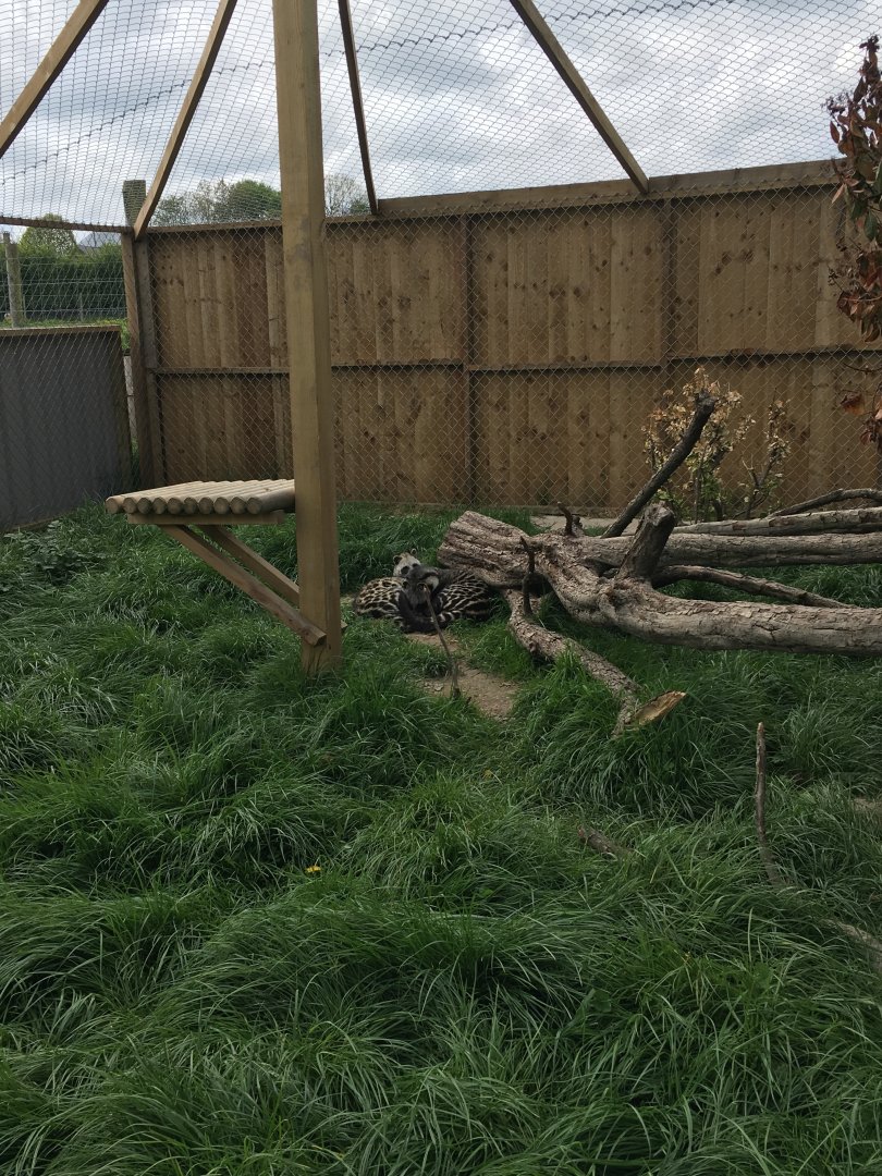 African civets 290417