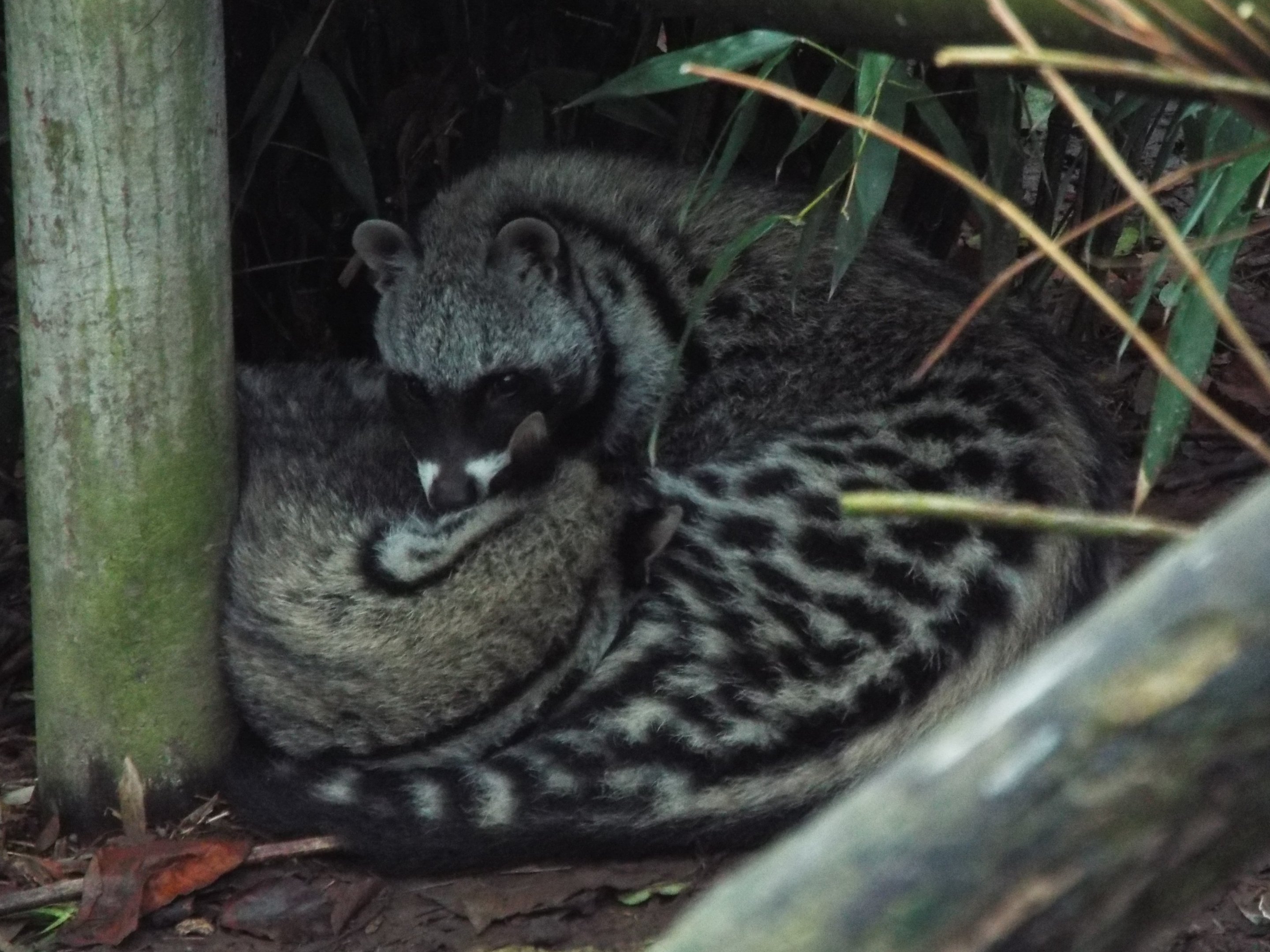 African Civets Exmoor Zoo