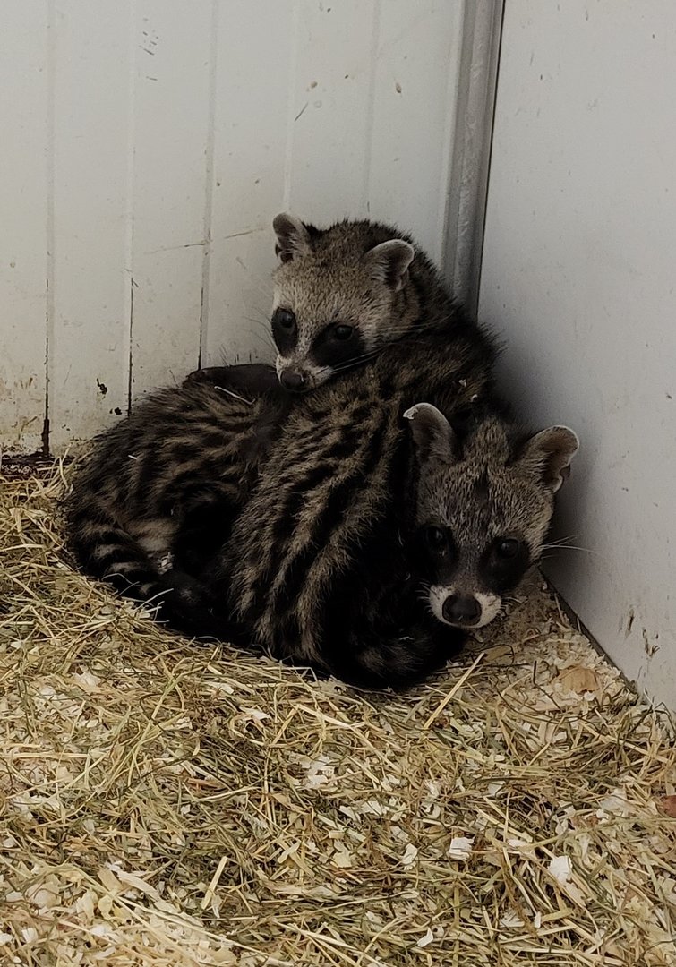 African civets