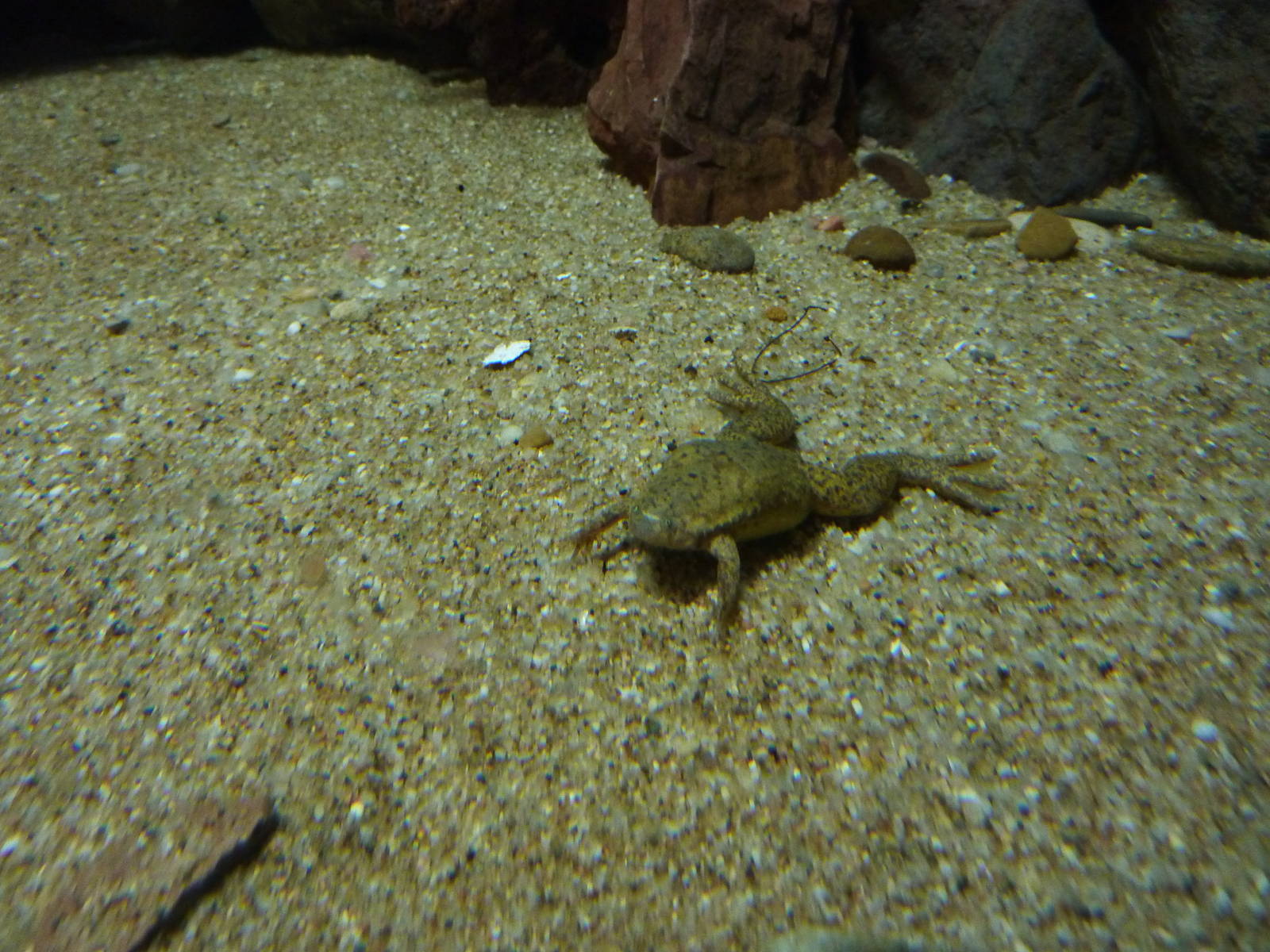 African clawed frog, 10th April 2012