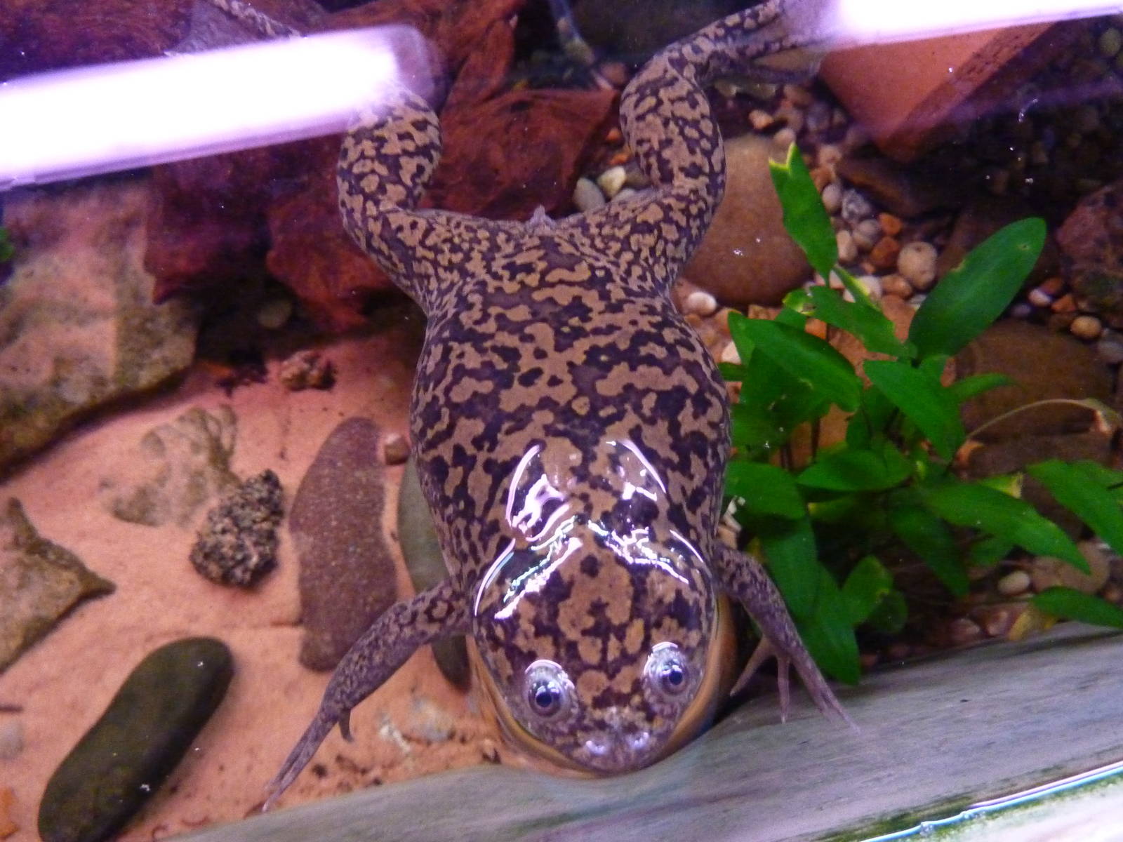 African clawed frog - 20th August 2012