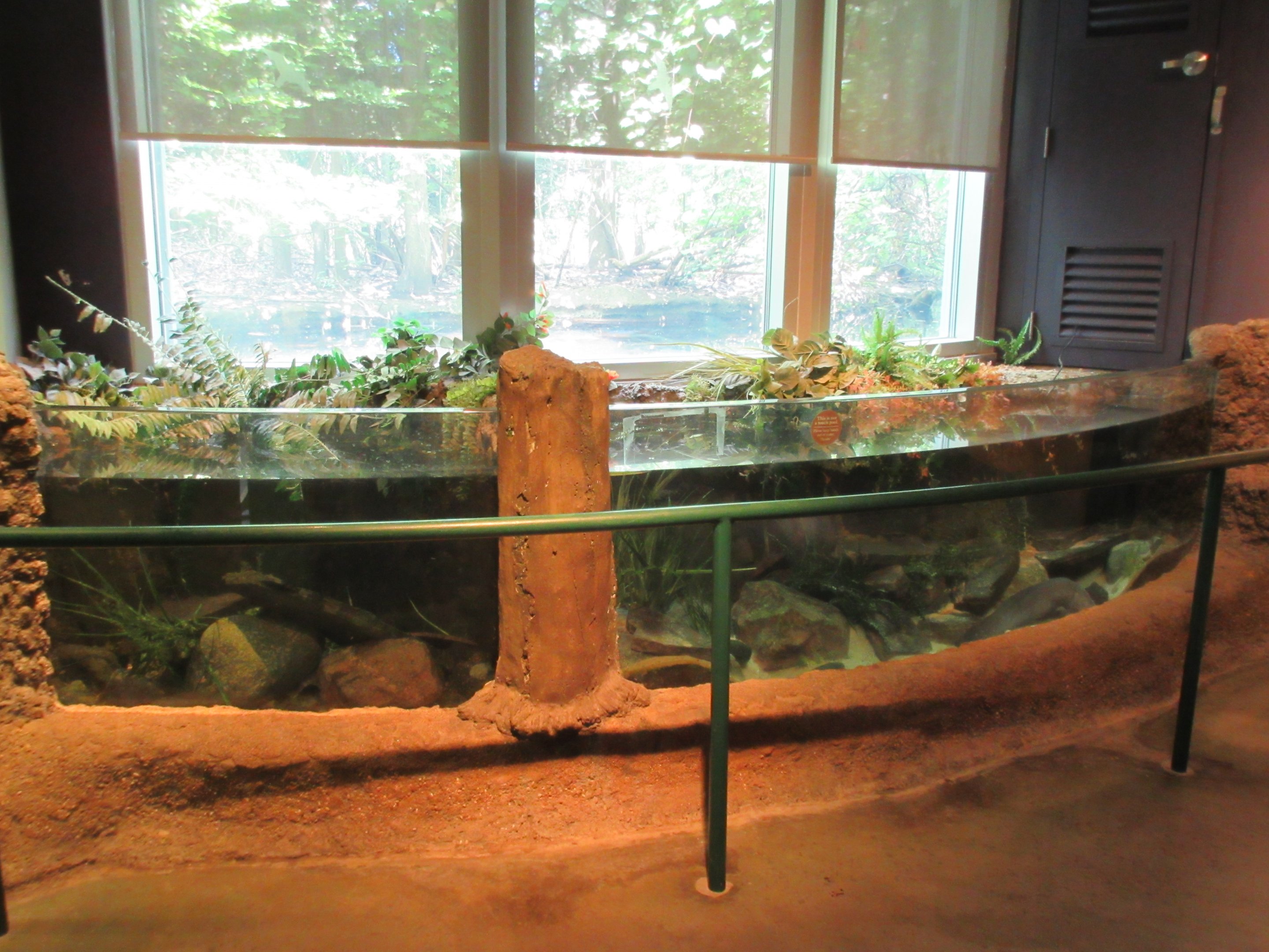 African Clawed Frog + African Lungfish Exhibits