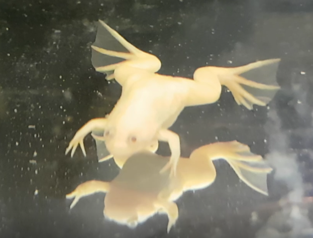 African clawed frog - Albino
