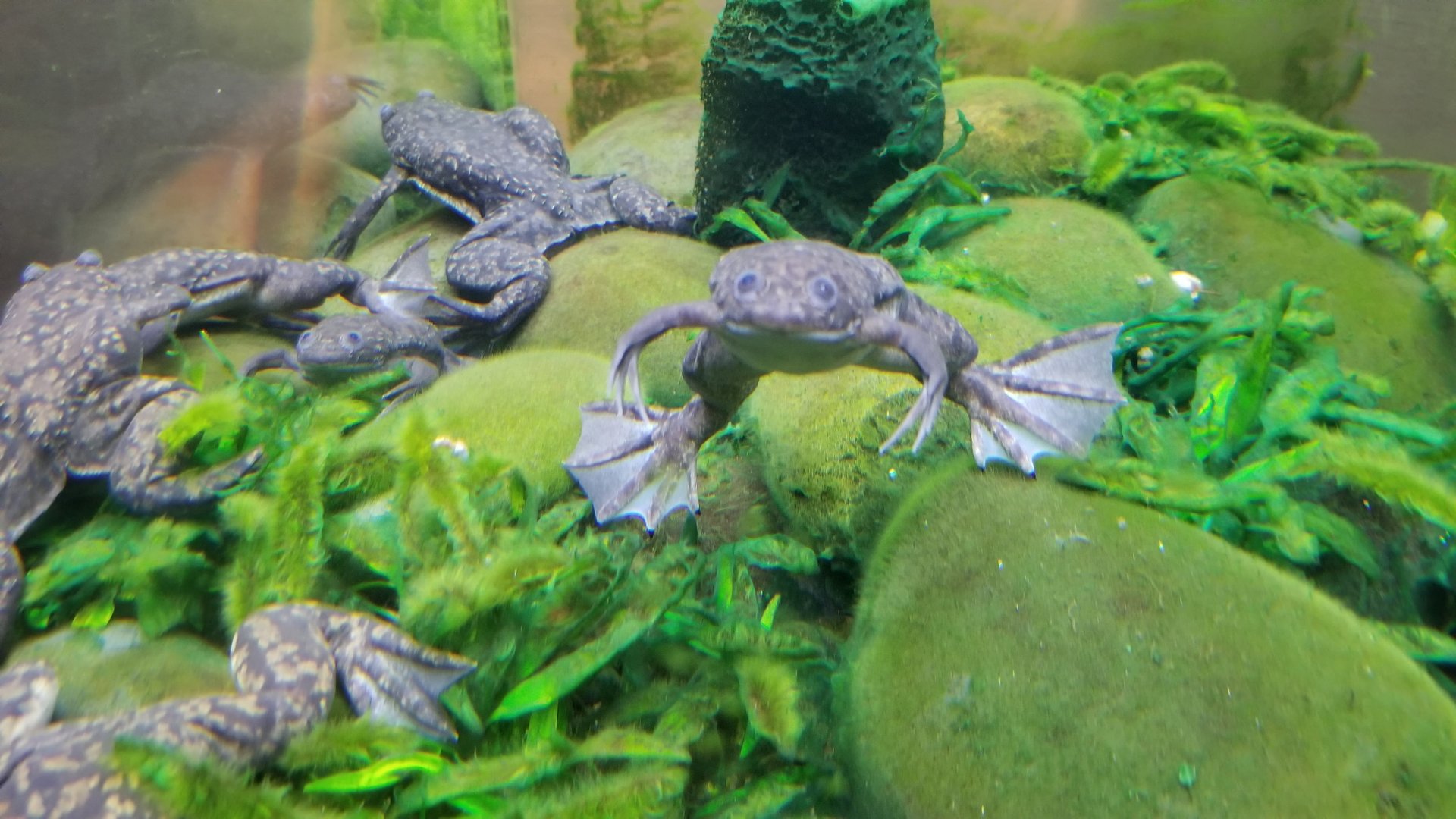 African Clawed Frog, Amazonia